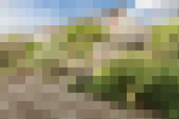 Bosschepad 46 Oss thumbnail 54