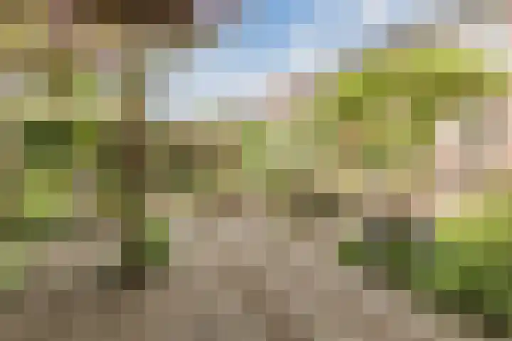 Bosschepad 46 Oss thumbnail 55
