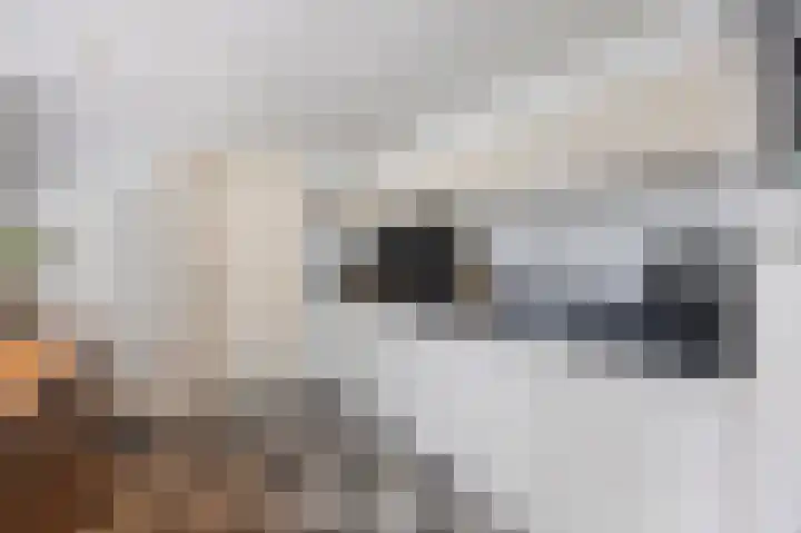 Bosstraat 46 Echt thumbnail 22