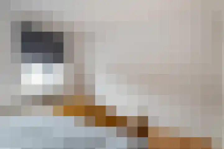 Bosstraat 8 Neeritter thumbnail 21