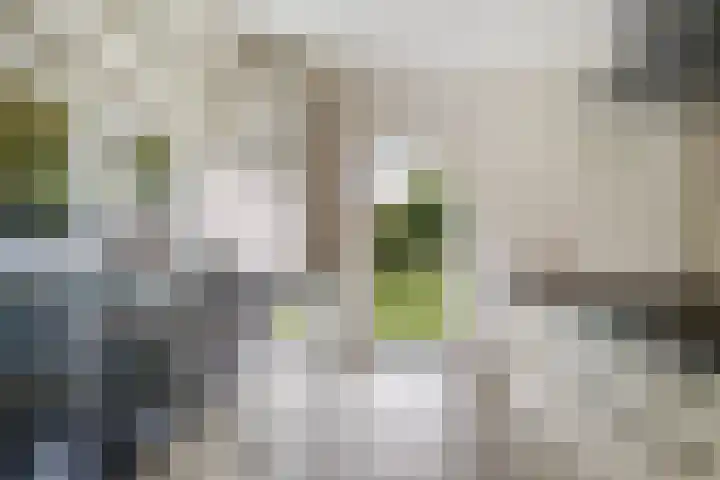 Bostulp 1 Leeuwarden thumbnail 14