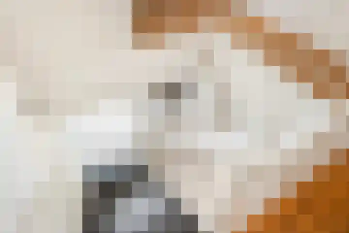 Bostulp 1 Leeuwarden thumbnail 28