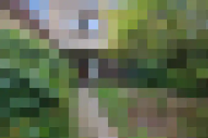Bosuillaan 26 Bilthoven thumbnail 8
