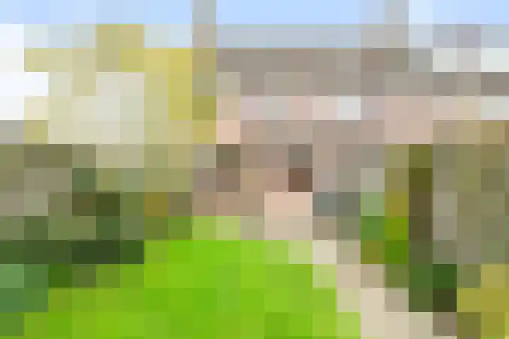 Bosvaren 1 Heiloo thumbnail 29