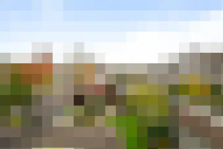Bosvaren 1 Heiloo thumbnail 31