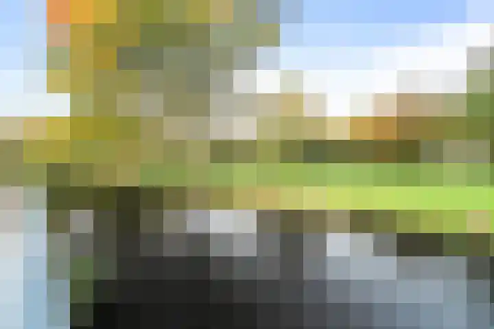 Bosvaren 1 Heiloo thumbnail 4