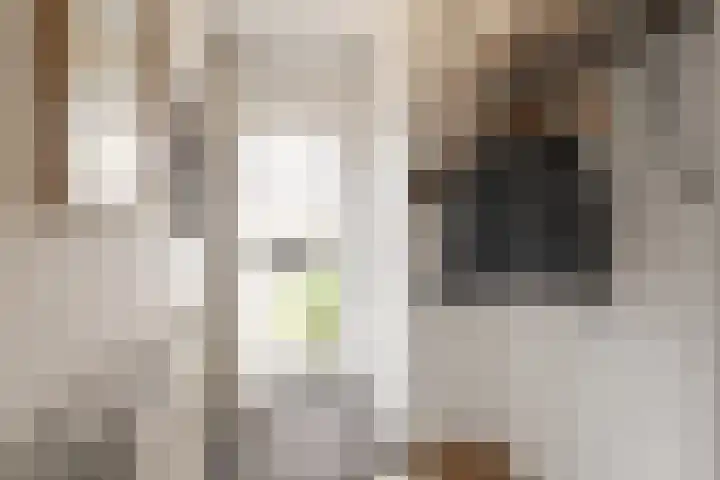 Bosvaren 1 Heiloo thumbnail 5