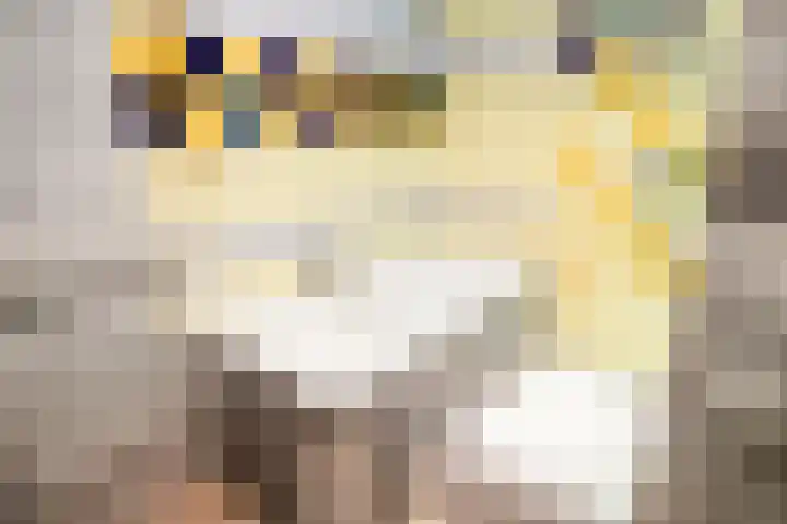 Bosveld 109 Uden thumbnail 18