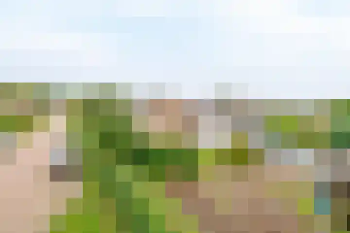 Bosweg 2 Darp thumbnail 32