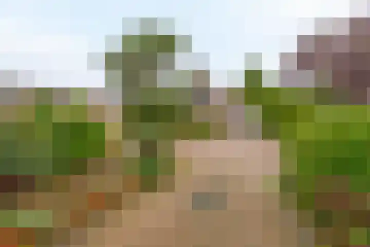 Bosweg 2 Darp thumbnail 35
