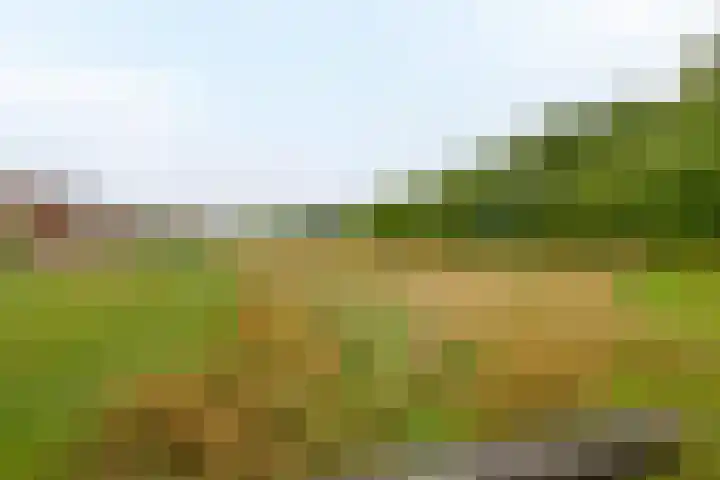 Bosweg 2 Darp thumbnail 38