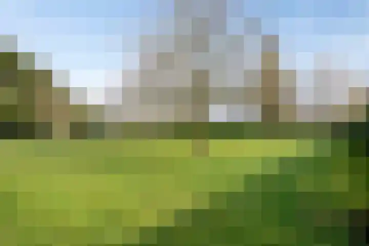 Bosweg 25 Mill thumbnail 45