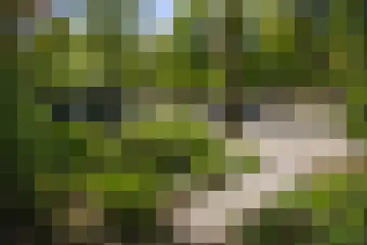 Bosweg 6 Epse thumbnail 10