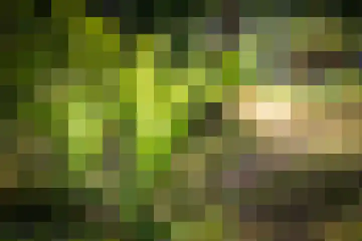 Bosweg 6 Epse thumbnail 56