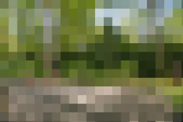 Bosweg 6 Epse thumbnail 60
