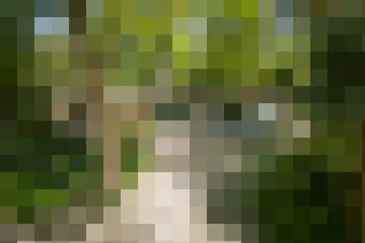 Bosweg 6 Epse thumbnail 7