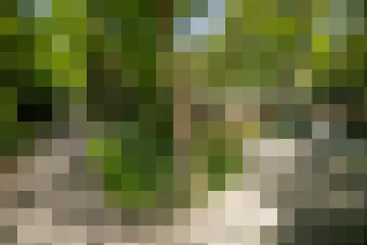 Bosweg 6 Epse thumbnail 71