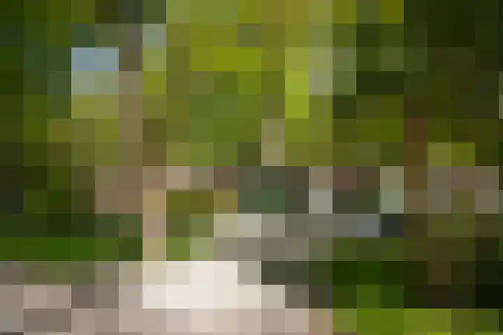 Bosweg 6 Epse thumbnail 77