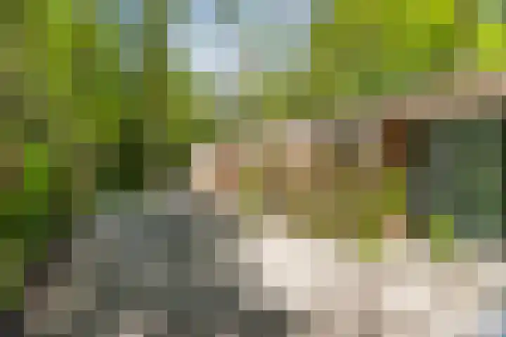 Bosweg 6 Epse thumbnail 9