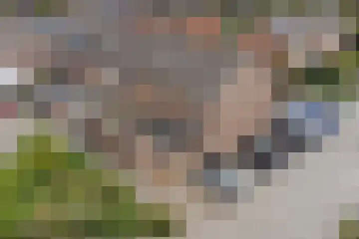 Bosweg 71 Strijen thumbnail 30