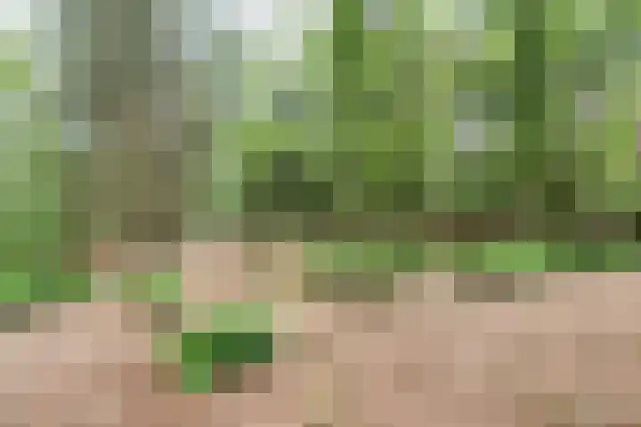 Bosweg 74 Dalfsen thumbnail 38