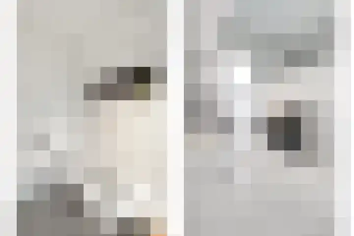 Boswerf 6 Dedemsvaart thumbnail 23