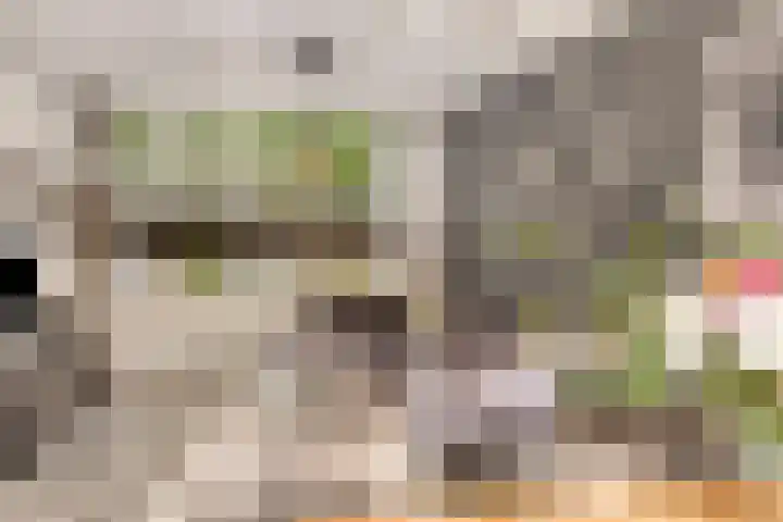 Boszoom 25 Marknesse thumbnail 13