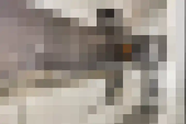 Boszoom 25 Marknesse thumbnail 15