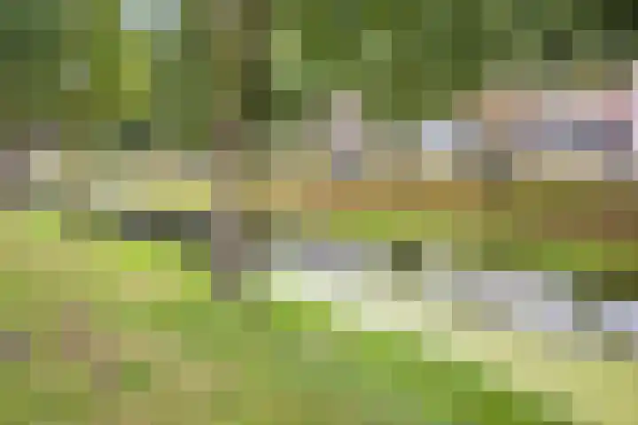 Boszoom 25 Marknesse thumbnail 38
