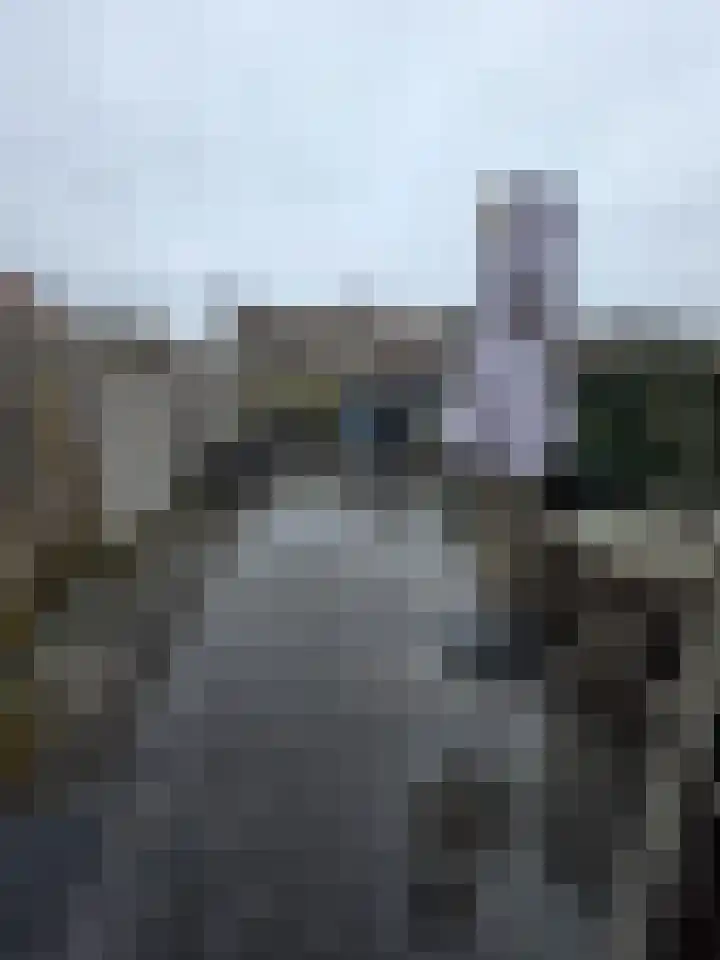 Boterbloem 111 Zwaag thumbnail 28