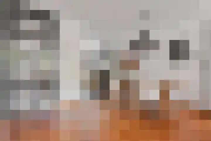 Boterbloem 12 Hardenberg thumbnail 13