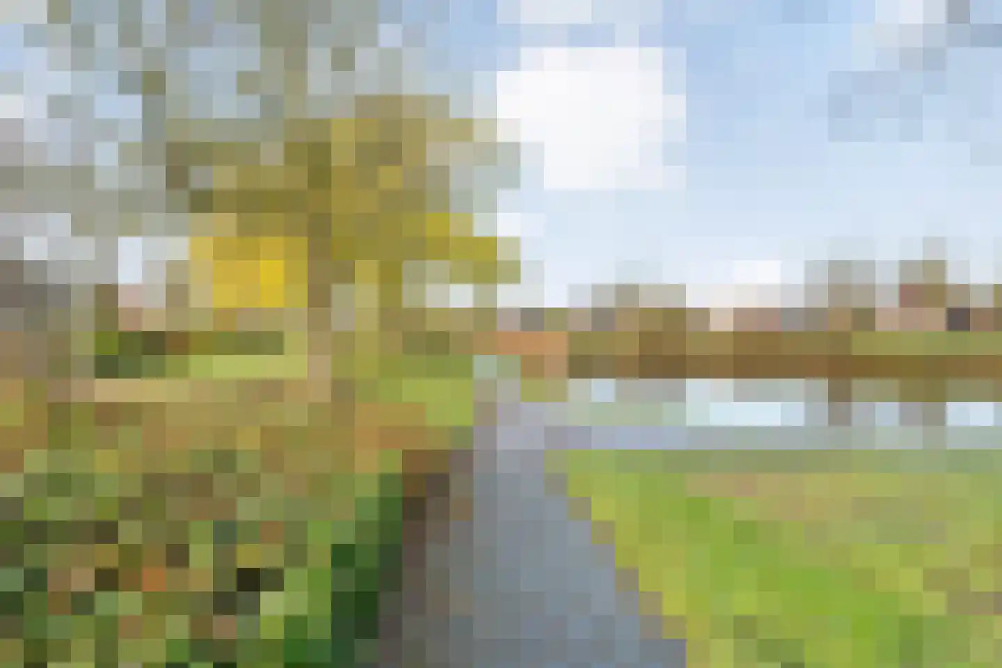 Boterbloem 126 Hardenberg thumbnail 51