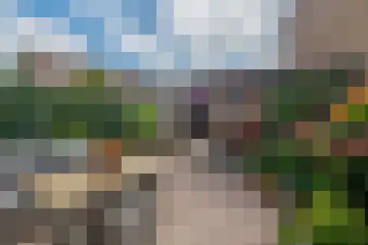 Boterbloem 3 Bergambacht thumbnail 22