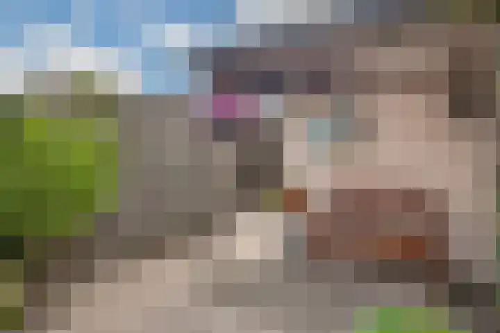 Boterbloem 3 Bergambacht thumbnail 24