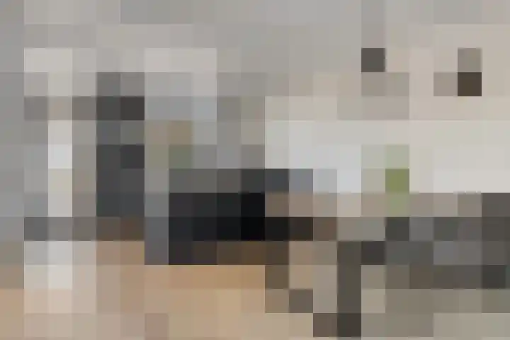 Boterbloem 4 Bergambacht thumbnail 13