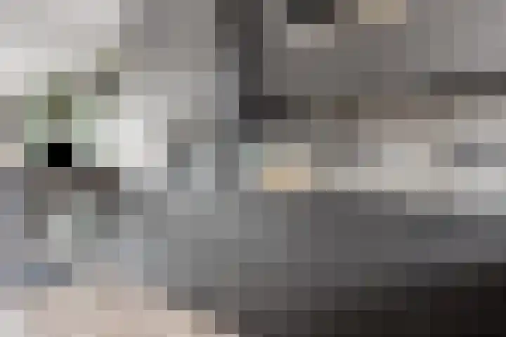 Boterbloem 9 't Veld thumbnail 16