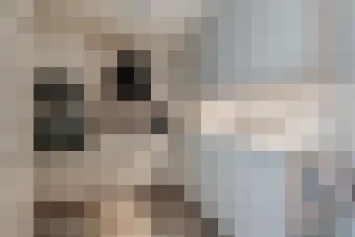 Boterbloemstraat 6 Appingedam foto 3