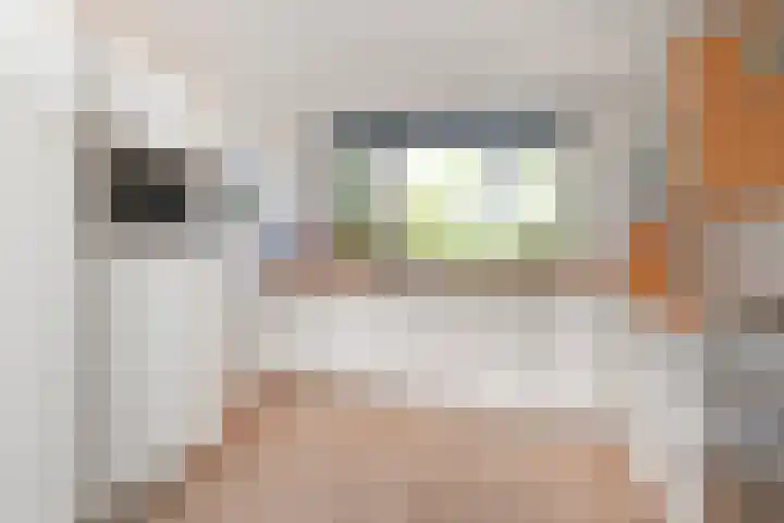 Bothaplein 2 in Arnhem