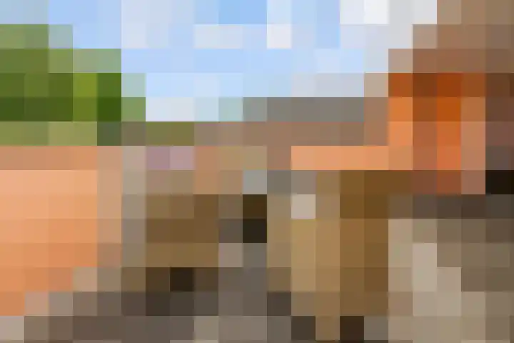 Botter 25 25 25 Lelystad thumbnail 26