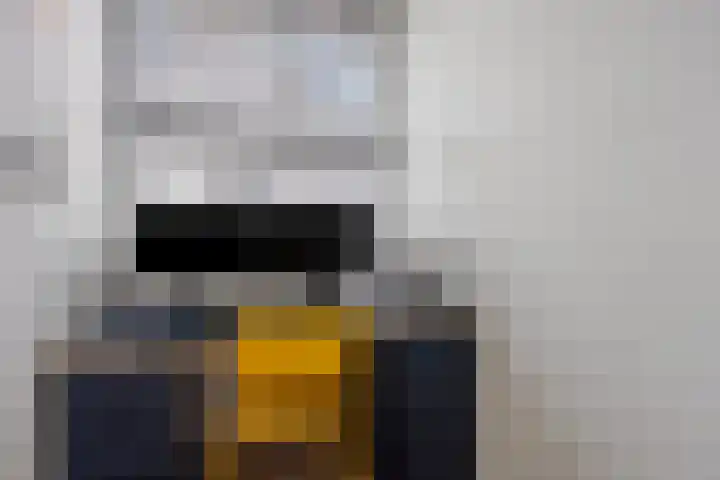 Botter 25 Meppel thumbnail 25