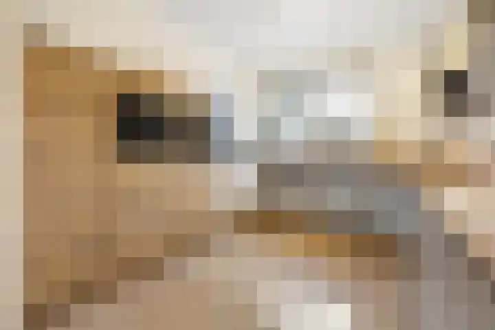 Botter 34 34 2 Lelystad thumbnail 12