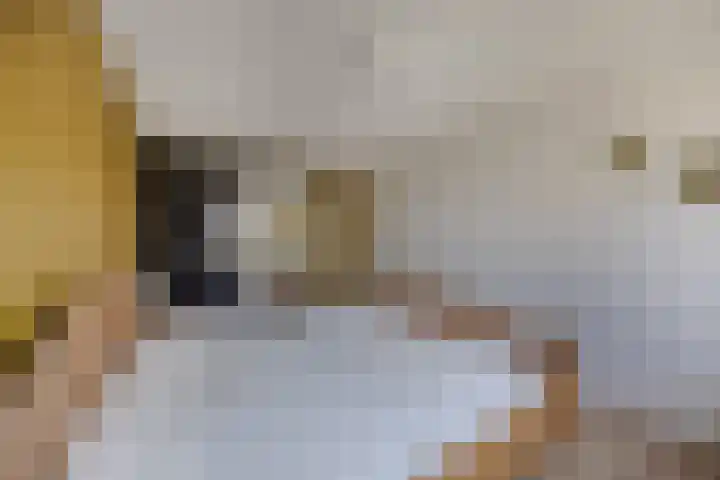 Botter 34 34 6 Lelystad thumbnail 28