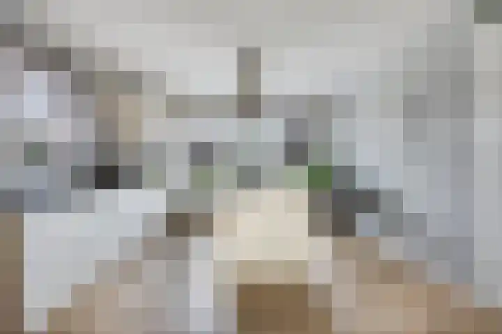 Botter 6 Meppel thumbnail 10