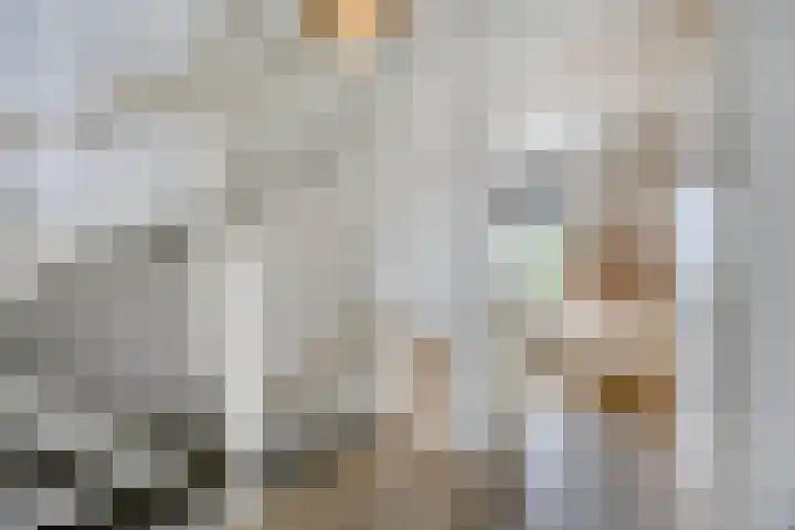 Botter 6 Meppel thumbnail 15