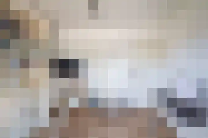 Botterkoel 31 Ulft thumbnail 24