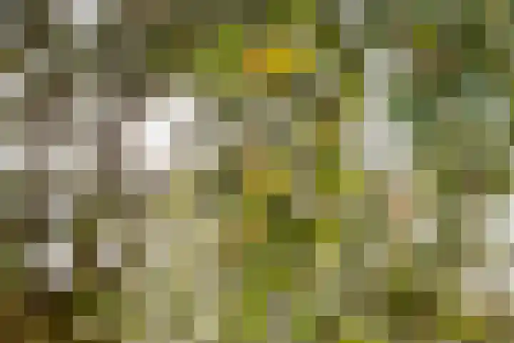 Botterkoel 31 Ulft thumbnail 61
