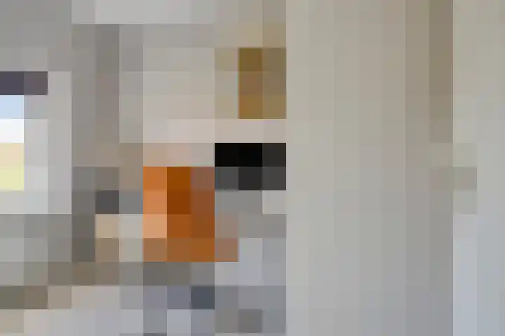 Botterstraat 22 Emmeloord thumbnail 31