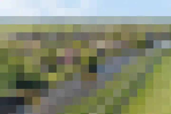Bourboomweg 4 Burdaard thumbnail 62