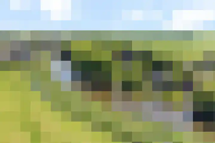 Bourboomweg 4 Burdaard thumbnail 63