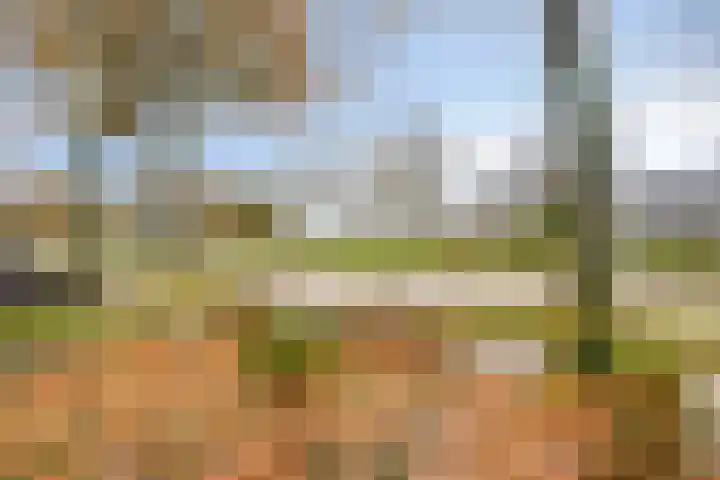 Boveneind 95 Leek thumbnail 36